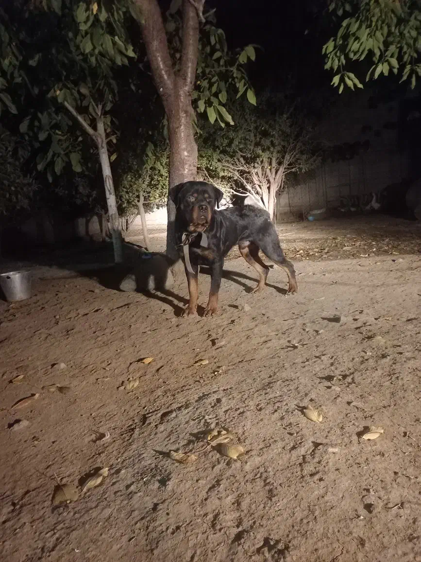 روتفایلر|سگ|انگوت, |دیوار