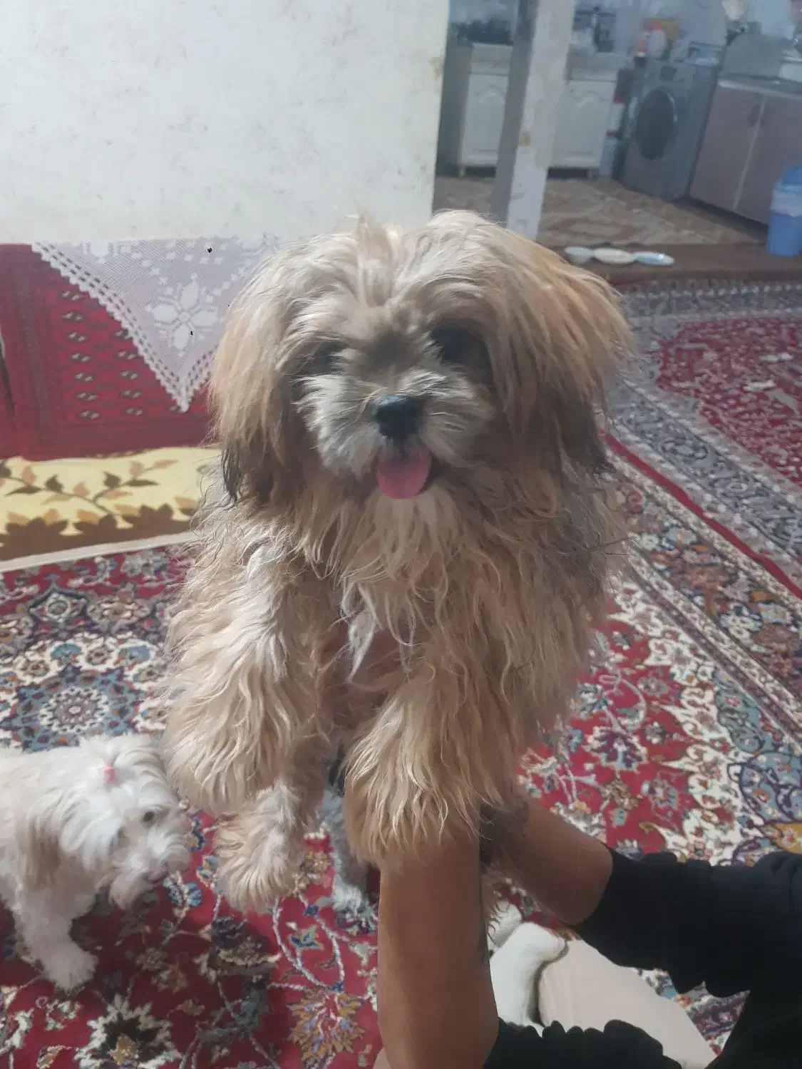 سگ شیتزو سوپرفلت|سگ|اردبیل, |دیوار