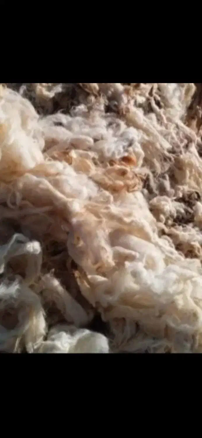 پشم گوسفندی|رختخواب، بالش، پتو|سلماس, |دیوار