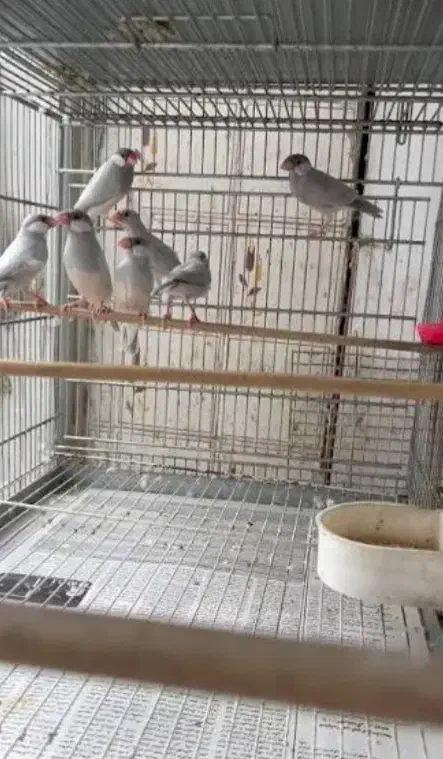 فنج نرگسی سیلور بالغ|پرنده|قم, حاج زینل|دیوار