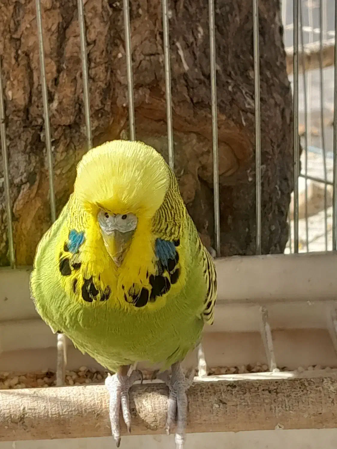 مرغ عشق انگلیسی ماده آماده مست سالم بالغ|پرنده|تهران, خانی آباد نو شمالی|دیوار