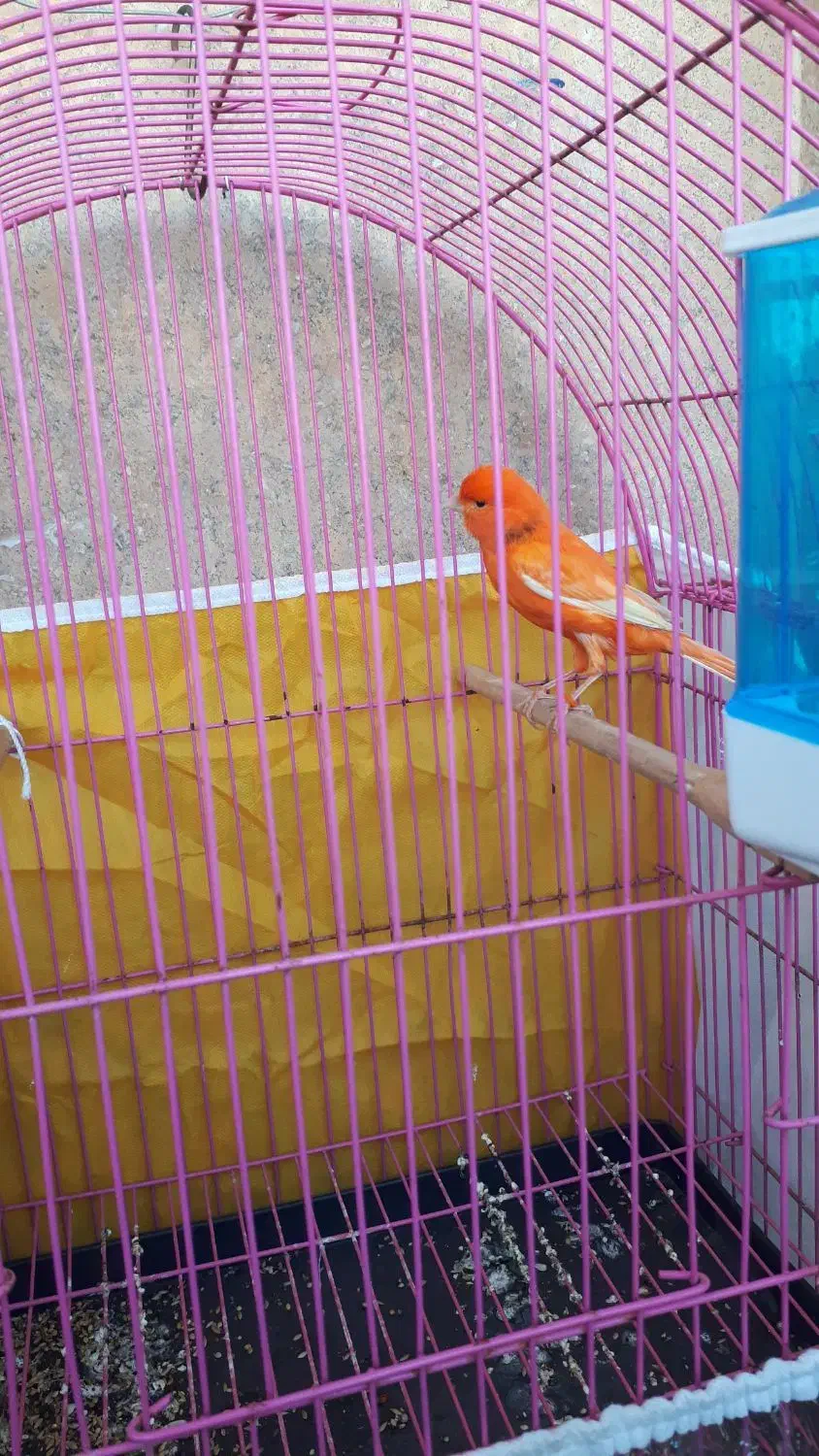 قناری نر مست همراه باقفس|پرنده|بندر ماهشهر, |دیوار