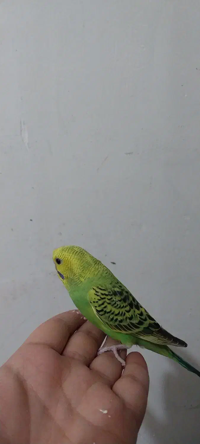 پرنده مرغ عشق|پرنده|ابهر, |دیوار