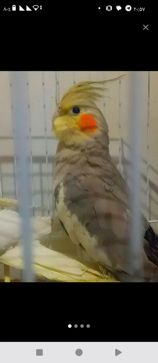 عروس هلندی ماده|پرنده|سیرجان, |دیوار