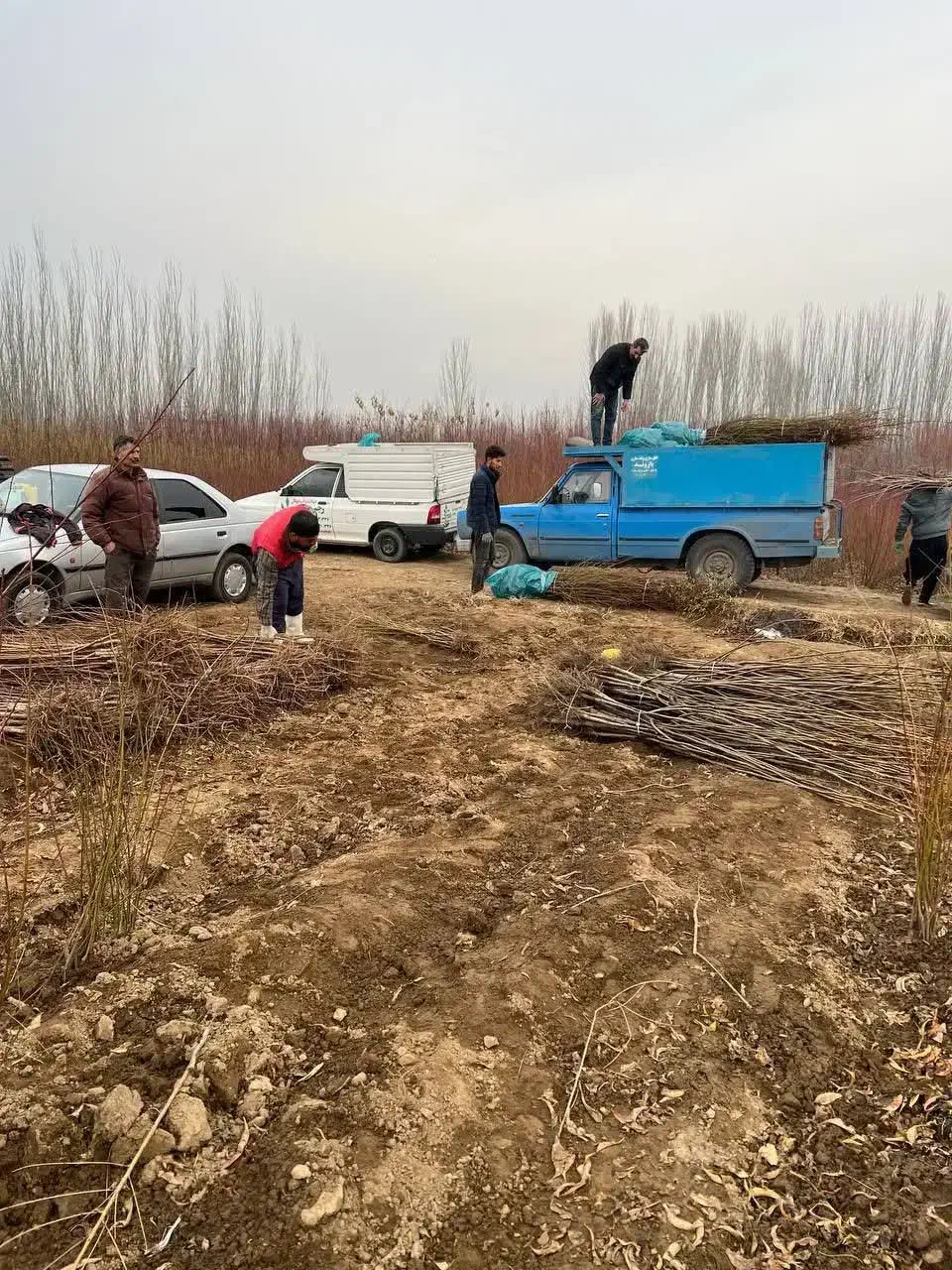 پیشفروش نهال سیب مشکی|خدمات باغبانی و درختکاری|زرین آباد, |دیوار