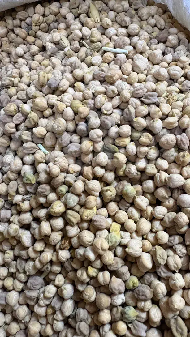 نخود گرد درجه1 لیزری|خوردنی و آشامیدنی|شوشتر, |دیوار