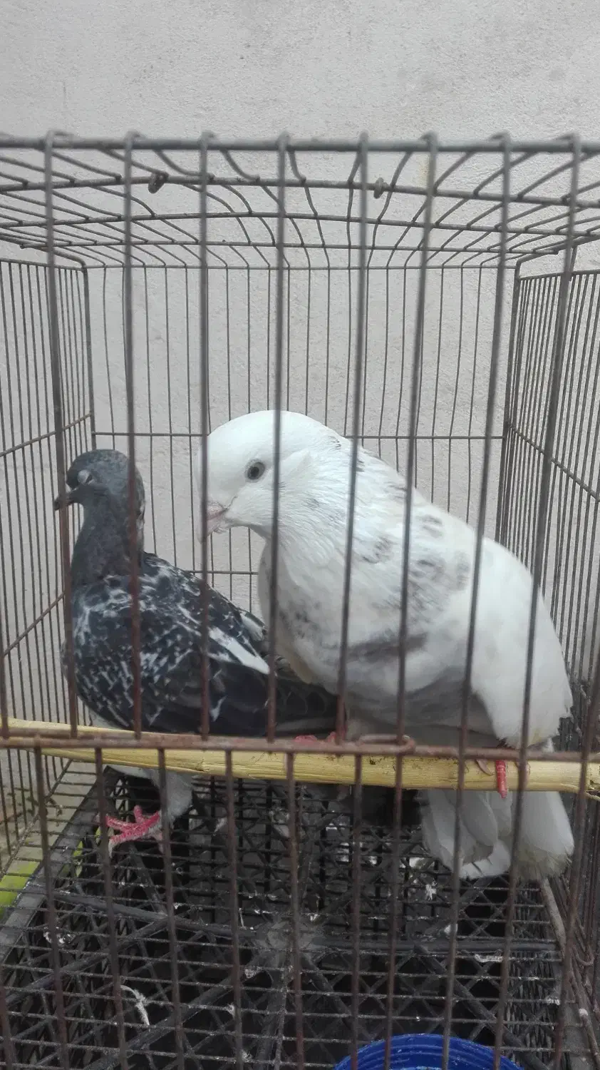 کبوتر|پرنده|گرگان, |دیوار