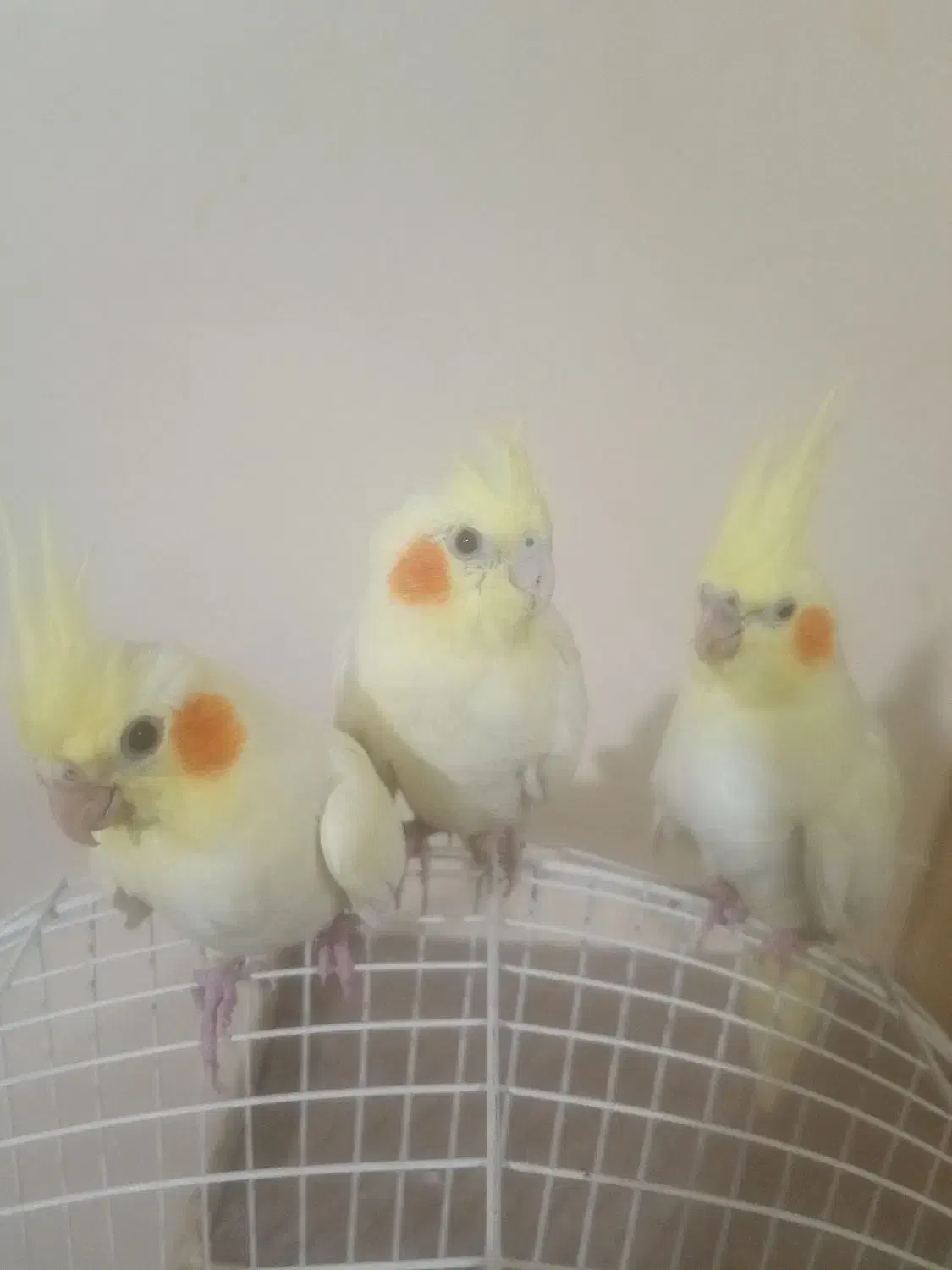 ۵عدد عروس هلندی مولد + جوجه|پرنده|قدس, شهرقدس|دیوار