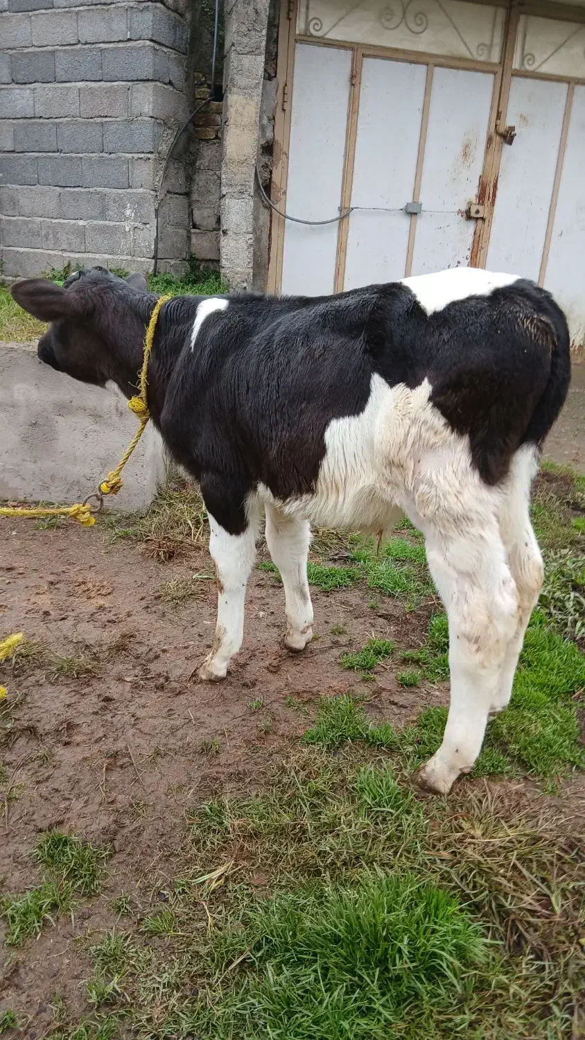 ۲ راس گاو (گوساله نر هلشتاین آمریکایی اصیل)|حیوانات مزرعه|آستانه اشرفیه, |دیوار