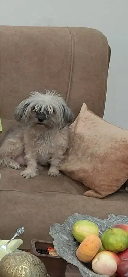 سگ پا کوتاه گم شده|حیوانات|محمدشهر, محمدشهر|دیوار