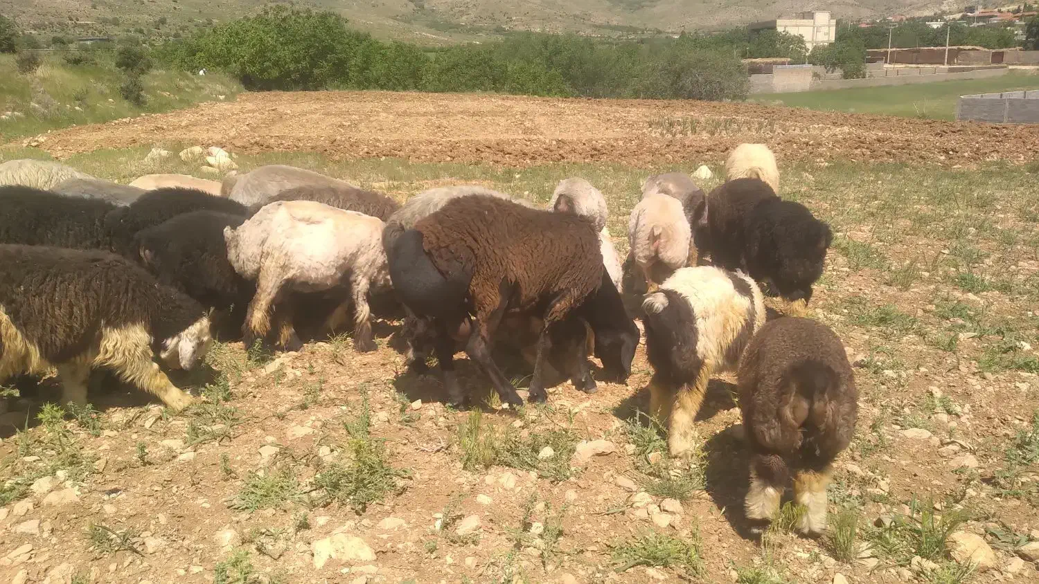 بره قوچی|حیوانات مزرعه|شیراز, شهدای شهرک سعدی|دیوار