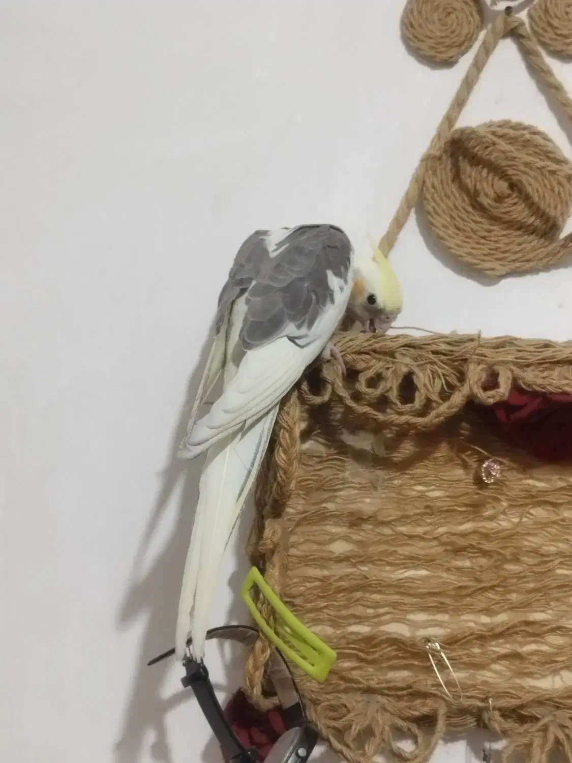 عروس هلندی نر 4 ماهه|پرنده|اسلام‌شهر, شهرک مهدیه|دیوار