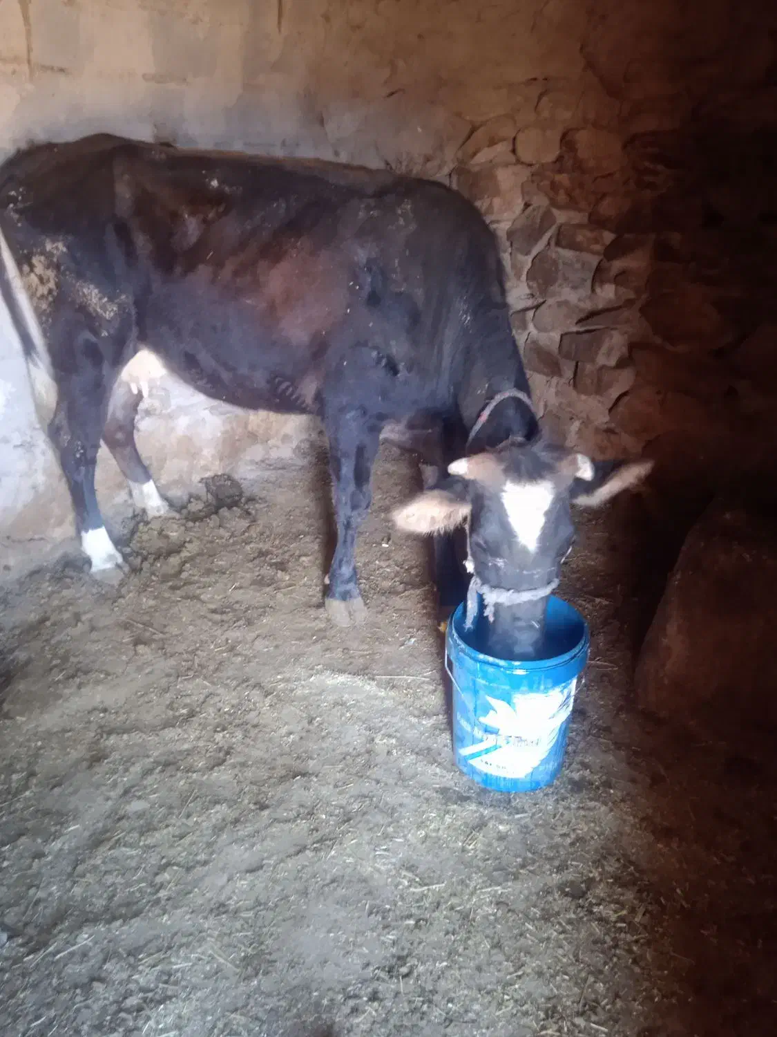 قیمت 7800000|حیوانات مزرعه|باوله, |دیوار