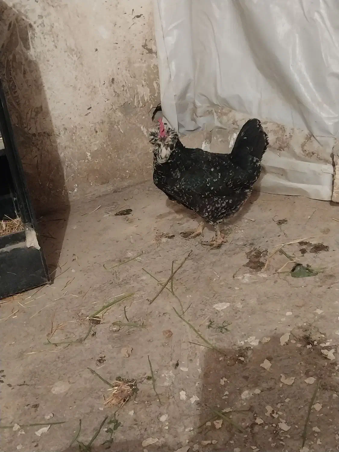 مرغ گلین|حیوانات مزرعه|کرمانشاه, |دیوار