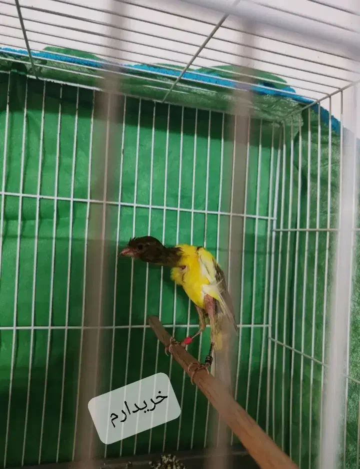 قناری جیبوس|پرنده|کرمان, |دیوار