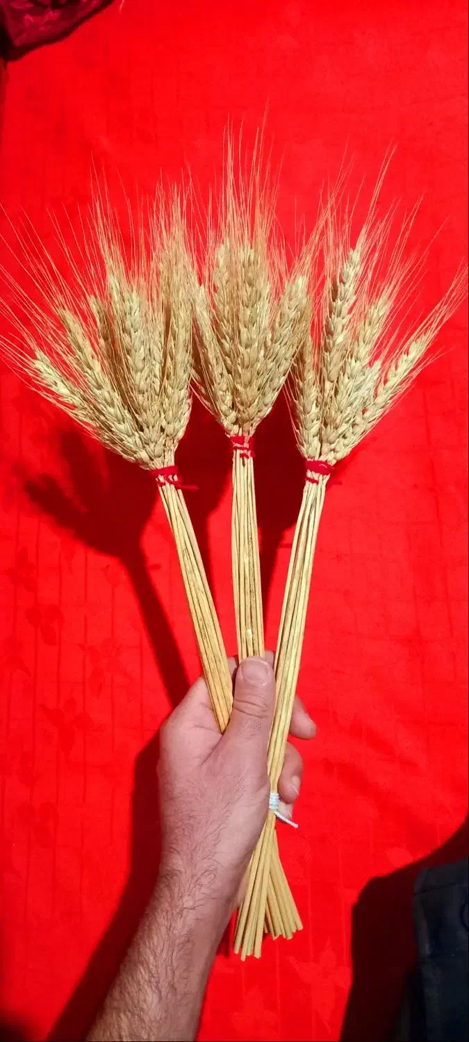 دسته خوشه گندم|گل و گیاه طبیعی|کوهیخیل, |دیوار