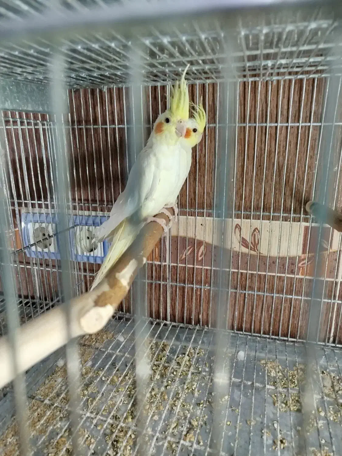 فروش عروس هلندی|پرنده|برازجان, |دیوار