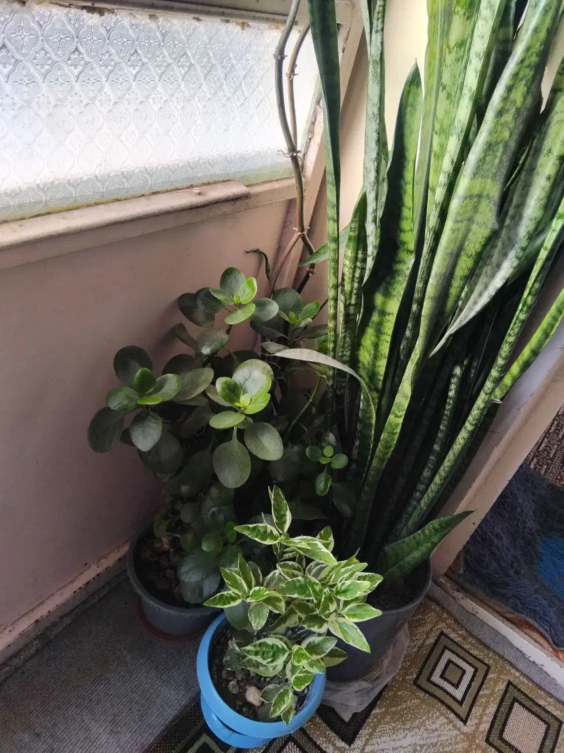 گل وگلدان|گل و گیاه طبیعی|آبدانان, |دیوار