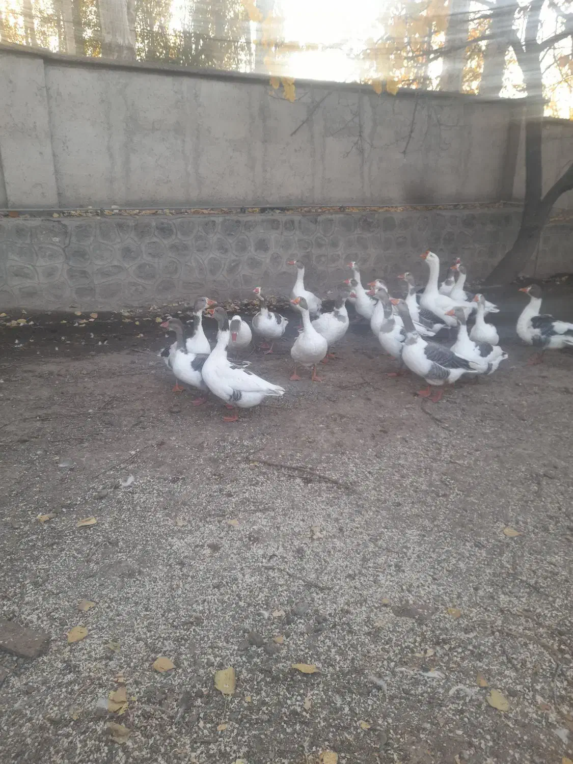 غاز محلی و قو|حیوانات مزرعه|مشگین شهر, |دیوار