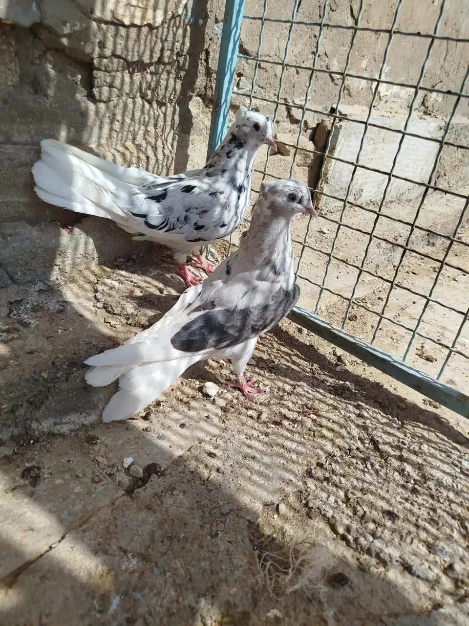 کوهی دمسفید|پرنده|سوسنگرد, |دیوار