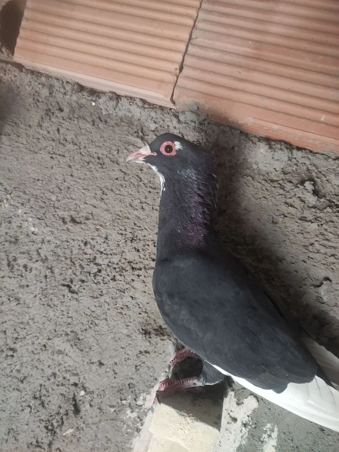 سهتا پلنگ دوتاکلای  یک کوسه سوراخی|پرنده|کرمان, |دیوار