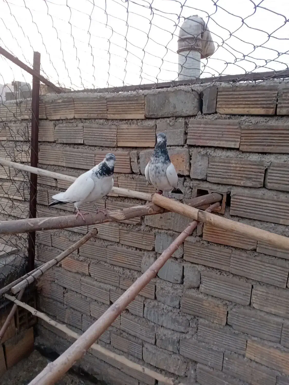 کله دم سبز|پرنده|پیر بکران, |دیوار