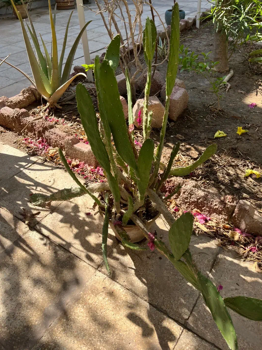 گلدان کاکتوس|گل و گیاه طبیعی|بندر ماهشهر, |دیوار