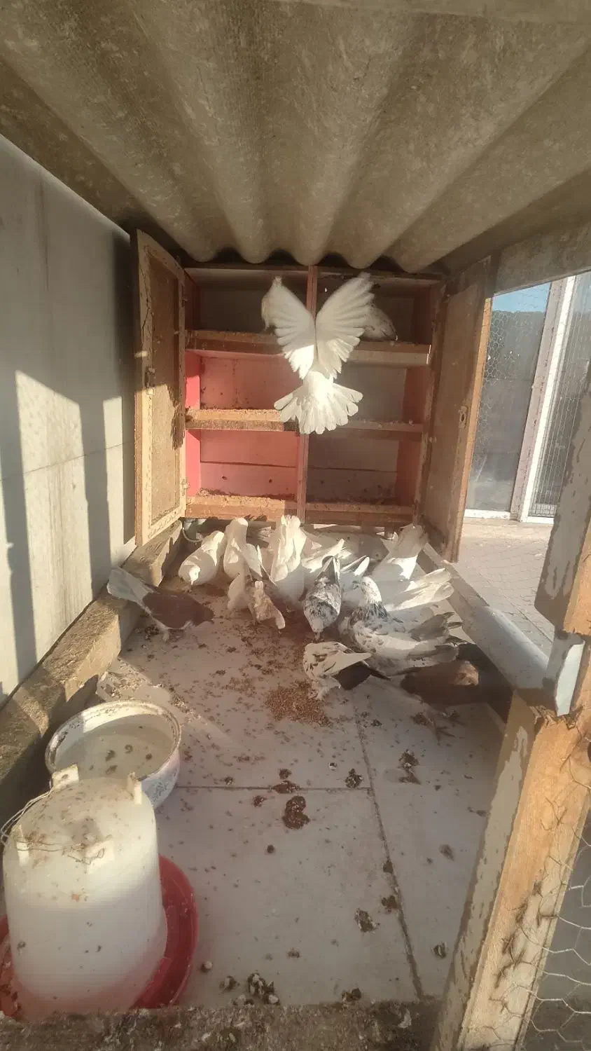 کبوتر|پرنده|شیرگاه, |دیوار