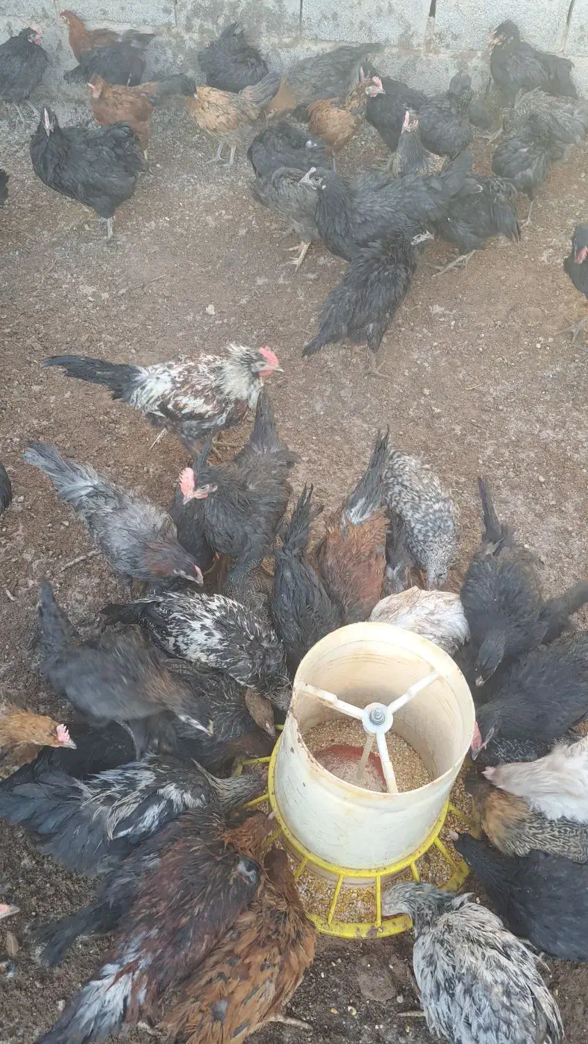 فروش جوجه خروس.محلی مرغ تخم گذار|حیوانات مزرعه|سیرجان, |دیوار