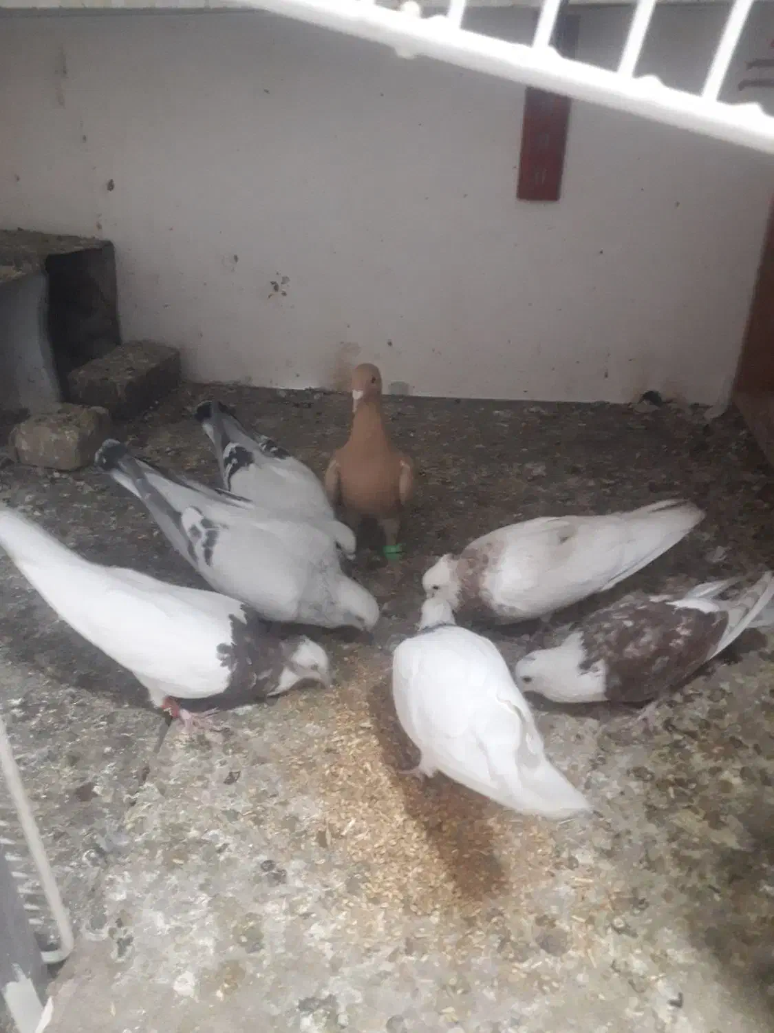 زردوشامی|پرنده|سبزوار, قصبه شرقی|دیوار