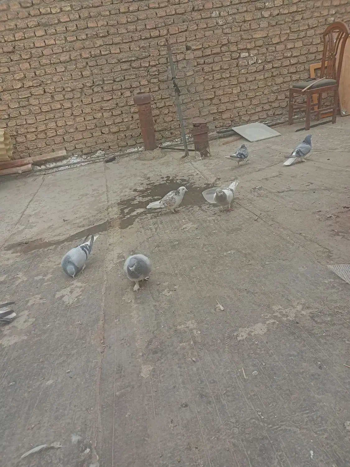 کبوترخرقه ابری|پرنده|اصفهان, شاهد|دیوار