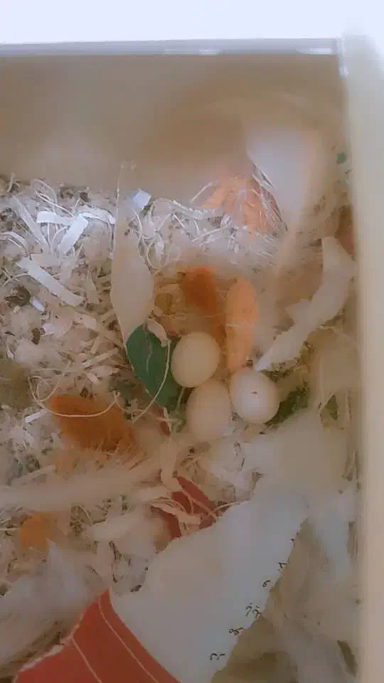 یه جفت فنچ نرگسی مولد|پرنده|تهران, علم و صنعت|دیوار