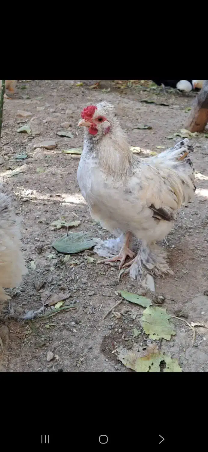 حیوانات خانگی|حیوانات مزرعه|هشتگرد, خور|دیوار