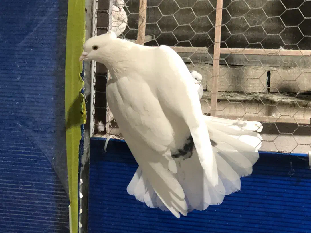 کبوتر|پرنده|ری, منصوریه منگل|دیوار