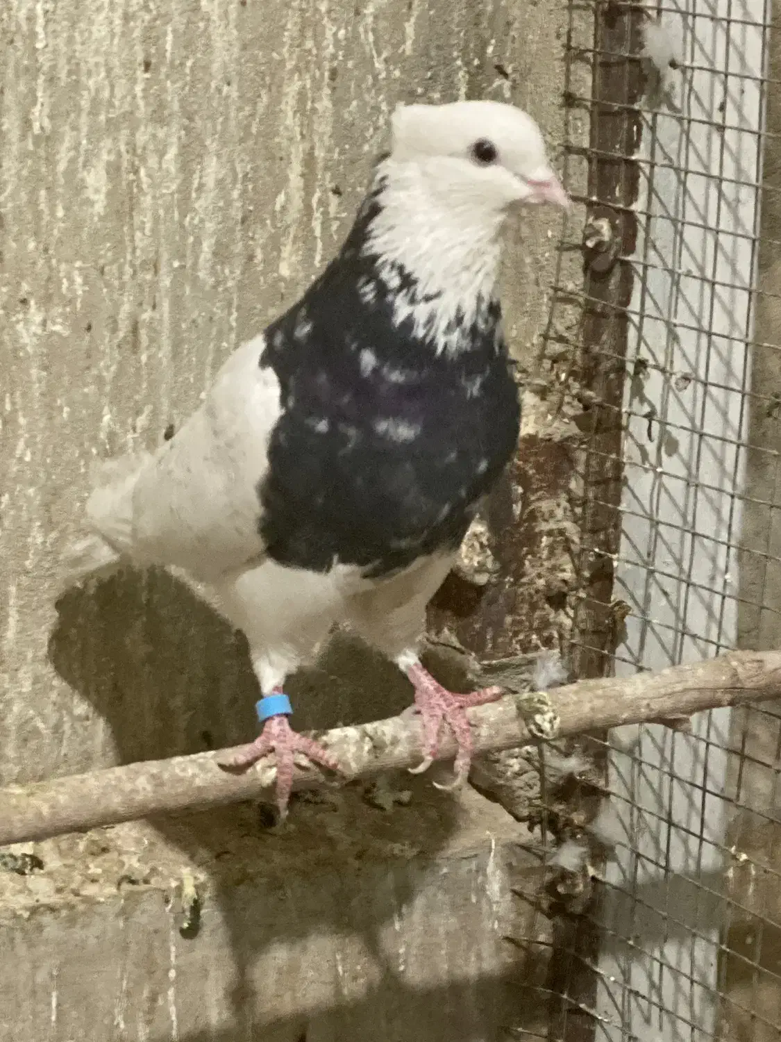 نر طوقی سرور|پرنده|قم, بکایی|دیوار