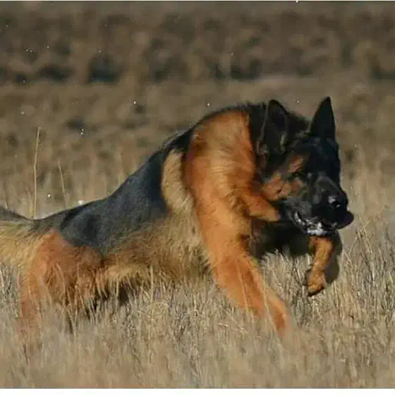 ژرمن اصیل و باتربیت|سگ|سیسخت, |دیوار