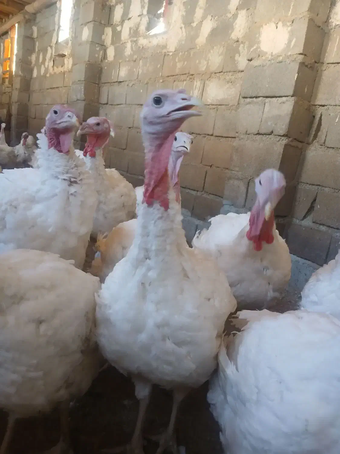 بوقلمون|حیوانات مزرعه|بیلوار, |دیوار