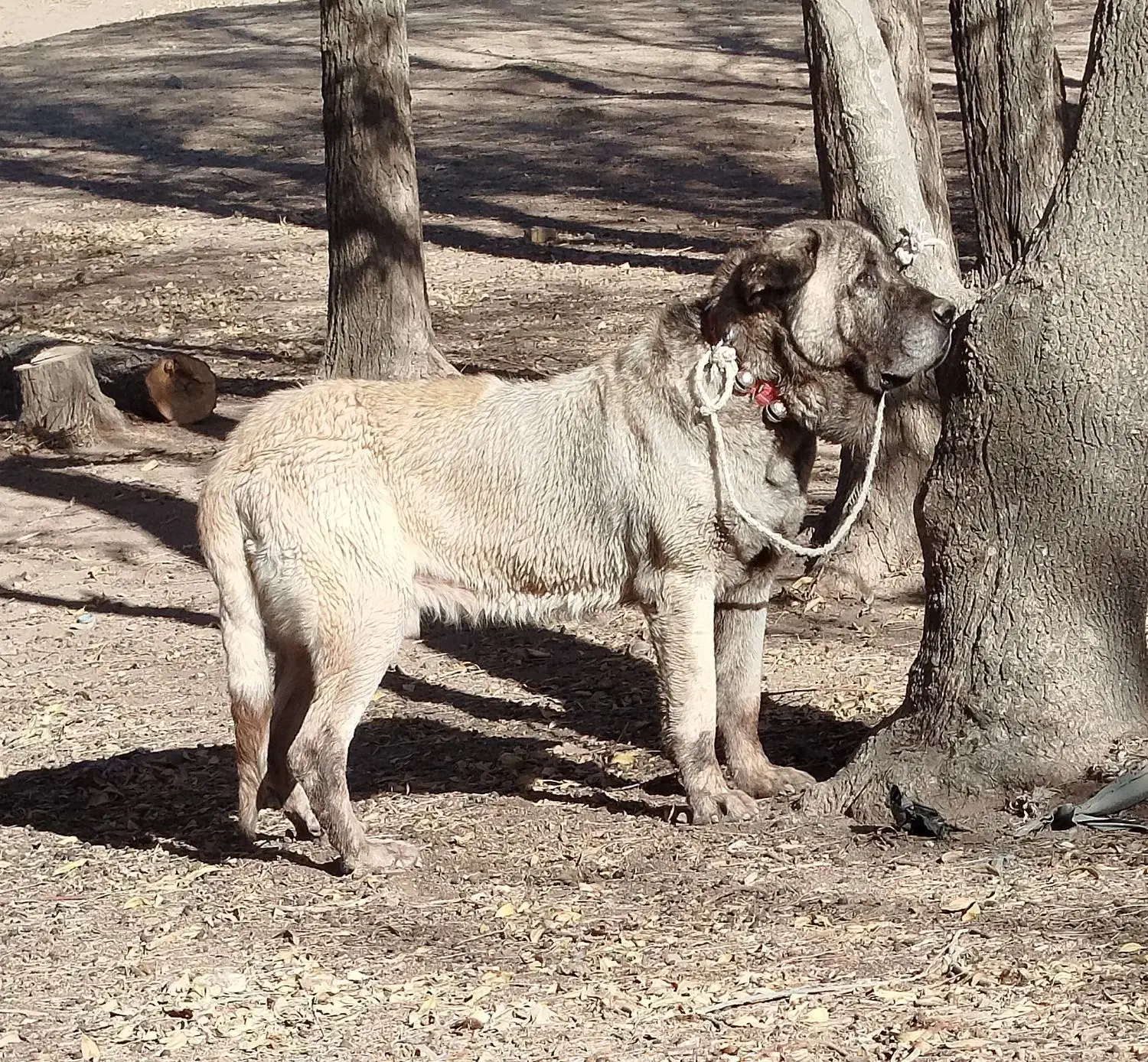 پژدر سگ|سگ|کوهین, |دیوار