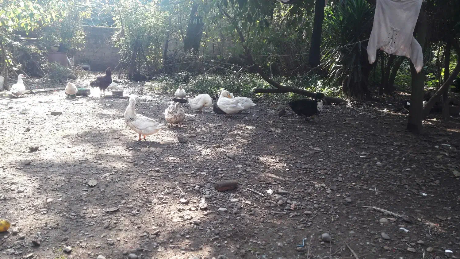 ا ردک|حیوانات مزرعه|رشت, خبرنگار|دیوار