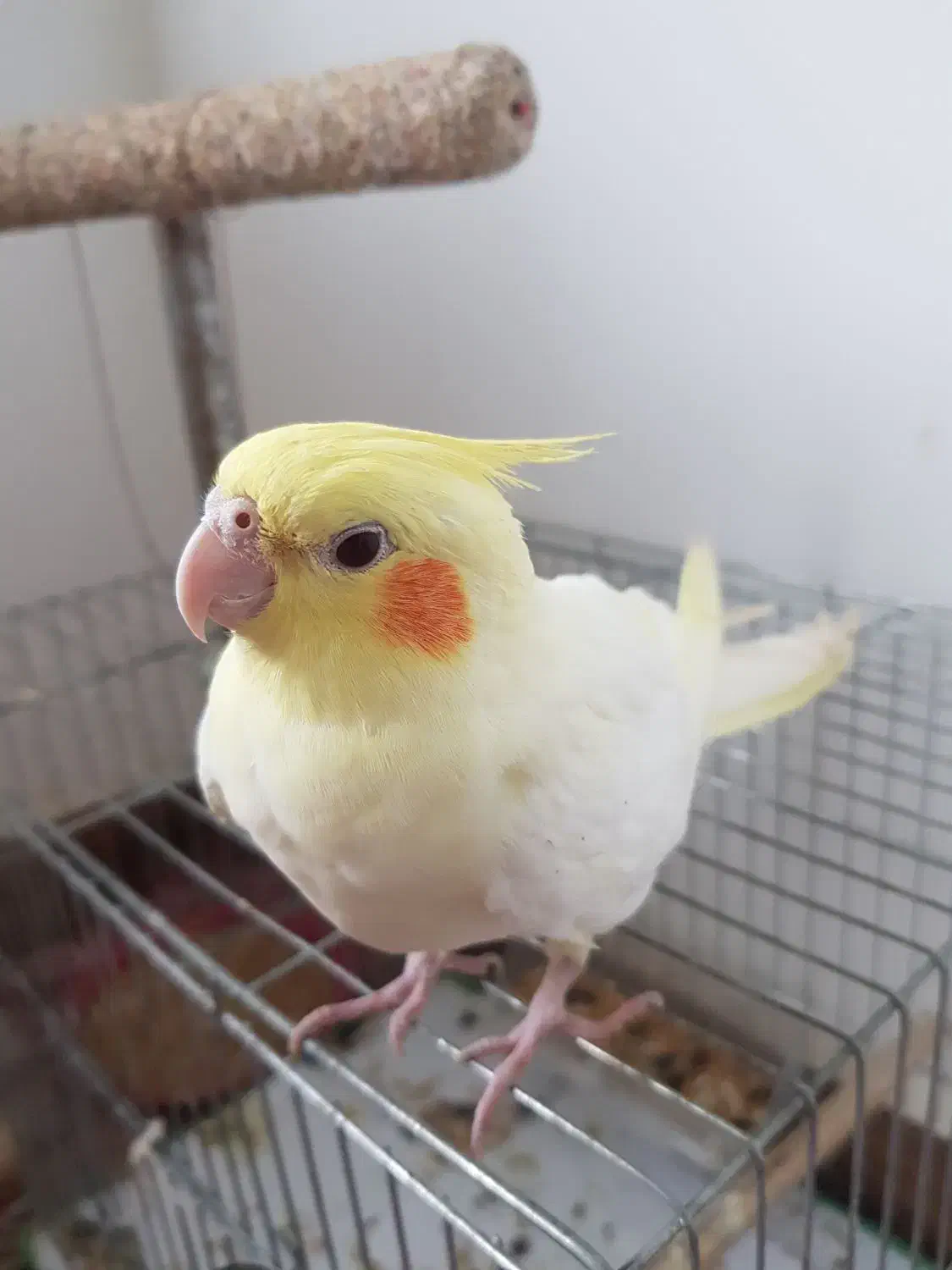 عروس هلندی نر و ماده|پرنده|کیاشهر, |دیوار