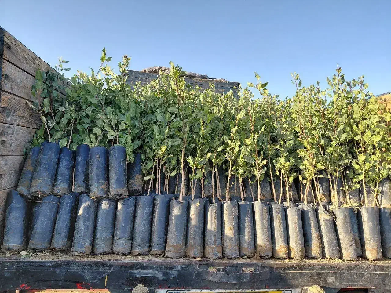 بهترین نهال های میوه و گردو ضمانت دار|خدمات باغبانی و درختکاری|سیرجان, |دیوار