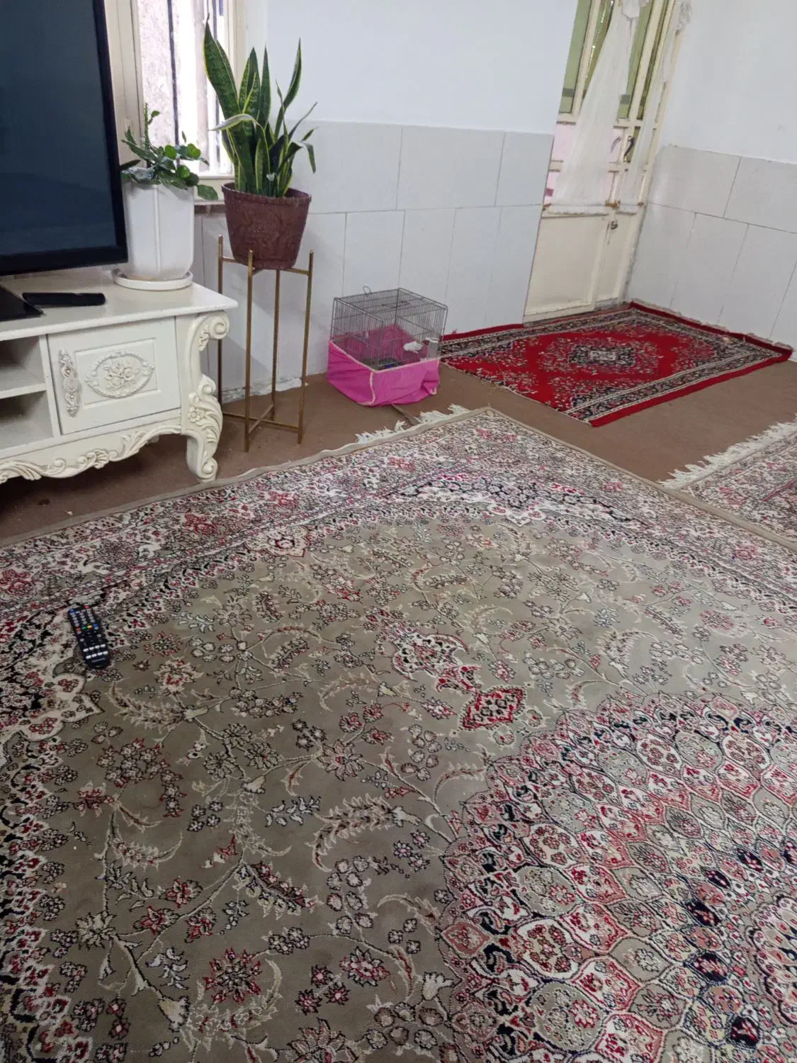 دوعددسره خاکی مست رام رام|پرنده|چهارباغ, |دیوار