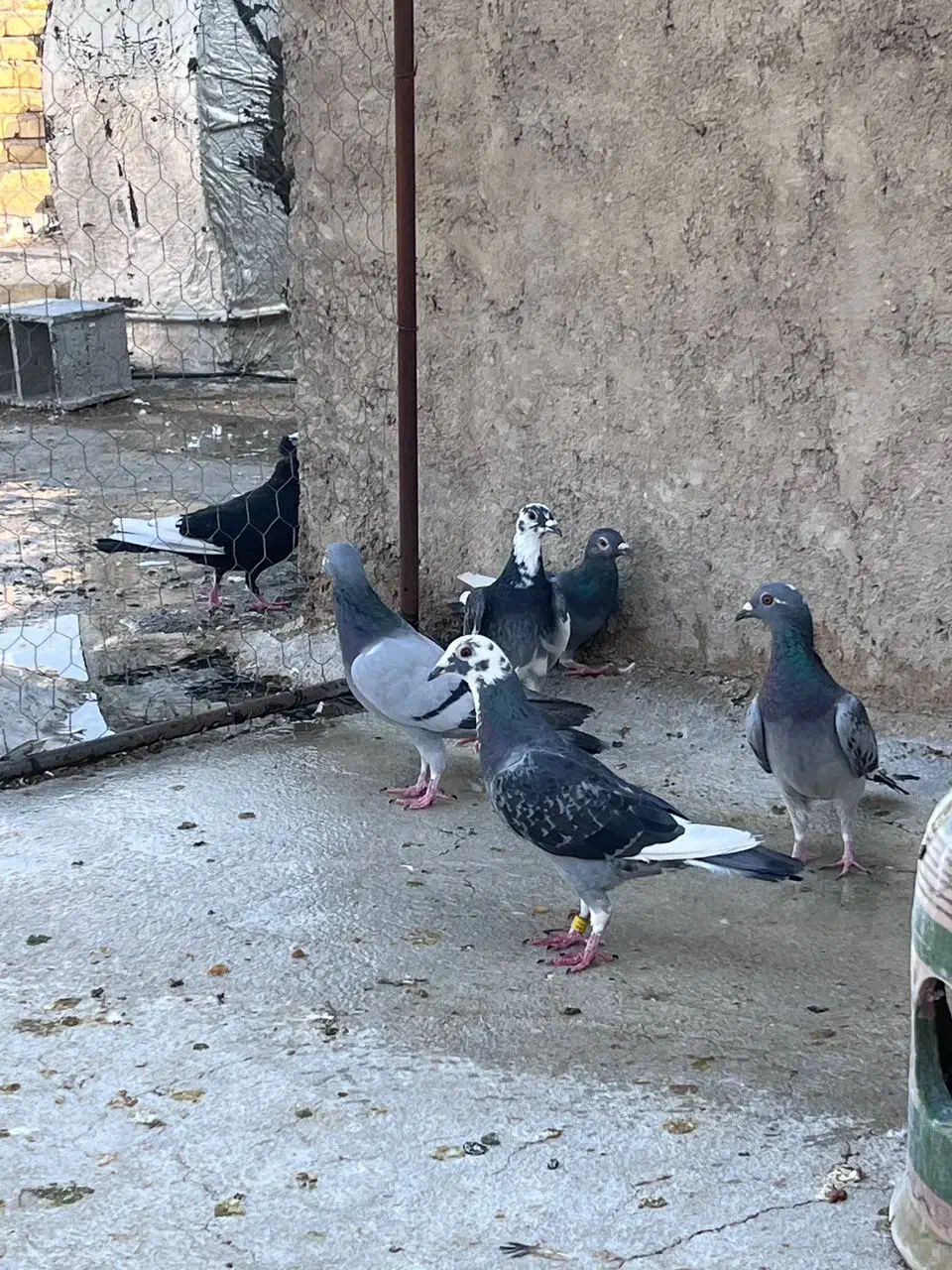 گلی دم سرخ بهبهانی|پرنده|شیراز, تل حسین‌آباد|دیوار