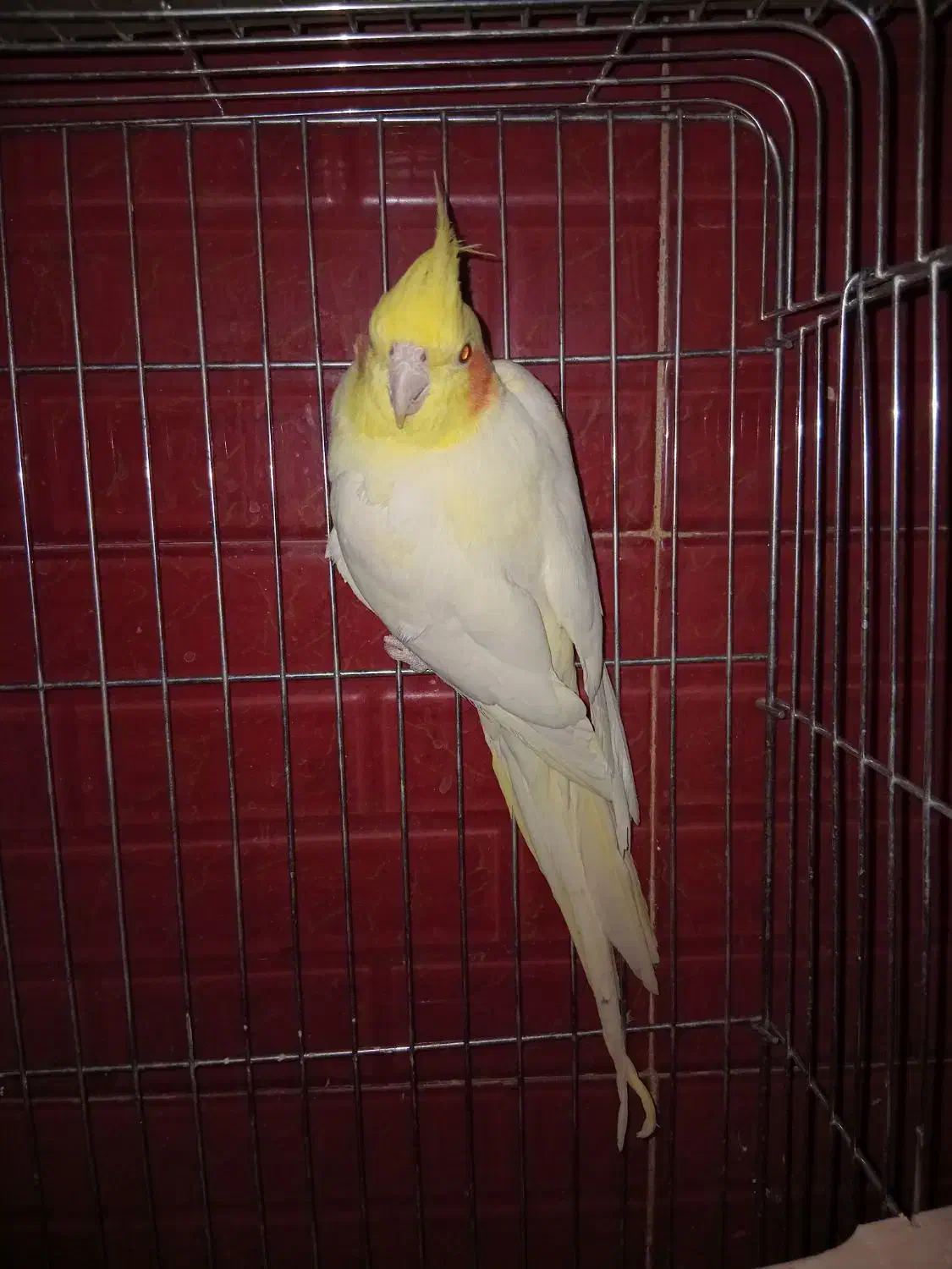 عروس هلندی نر|پرنده|قم, ولیعصر|دیوار