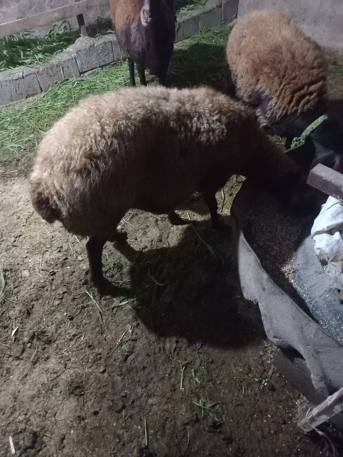 گوسفند ابستن سنگین فروش فوری|حیوانات مزرعه|ساری, |دیوار