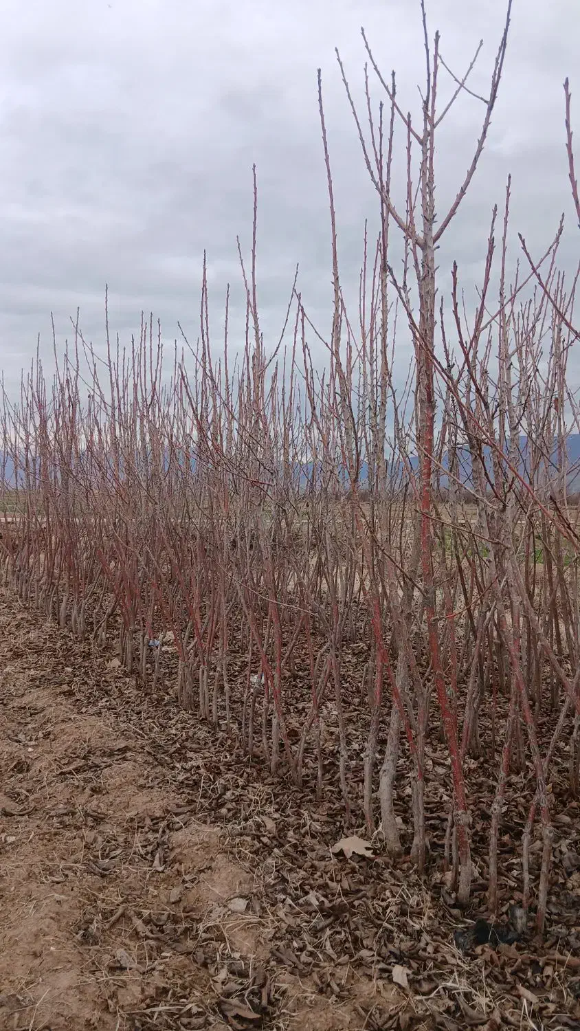 درخت دو ساله|خدمات باغبانی و درختکاری|نیشابور, فضل|دیوار