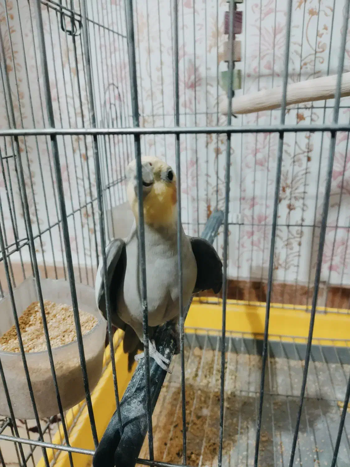 عروس سینامون|پرنده|خرم‌آباد, |دیوار