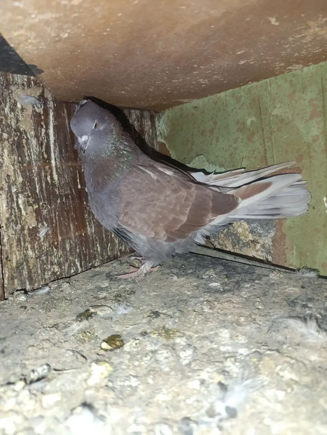 سرخ پرروک و سروکله دار|پرنده|گرگان, |دیوار