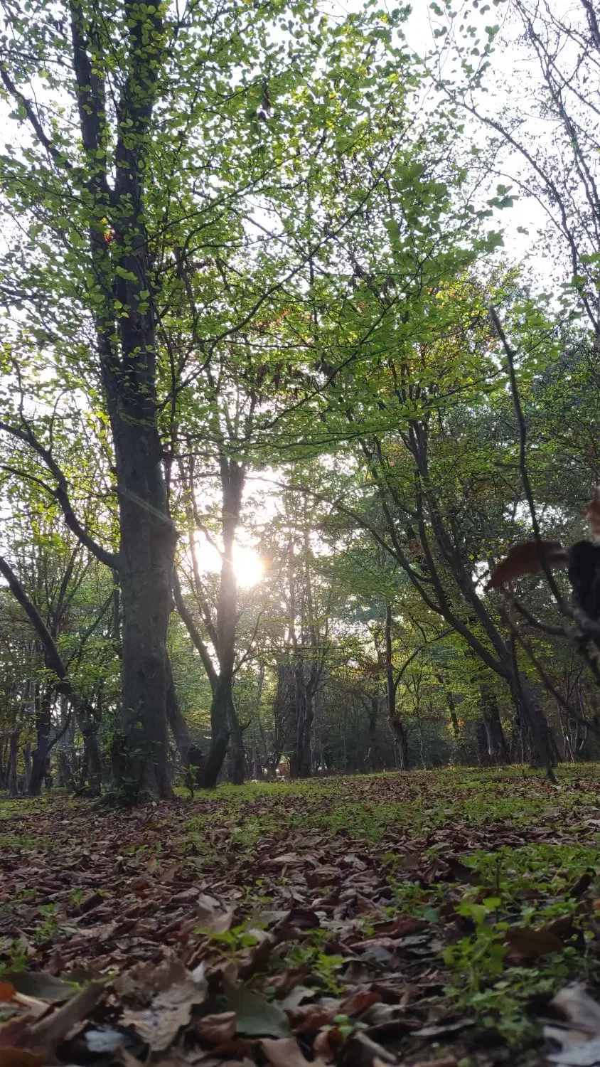 گوشی شیامی پیدا شده|اشیا|تربتحیدریه, اندیشه|دیوار