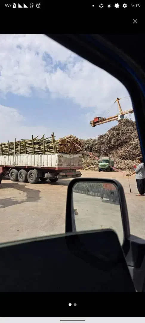 قطع نخل و درخت با خرید چوب|خدمات باغبانی و درختکاری|بهبهان, |دیوار